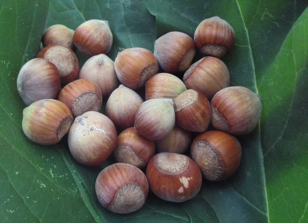 Nocciola Fresca Naturale Biologica Raccolta Sulle Foglie Fresche Verdi — Foto Stock