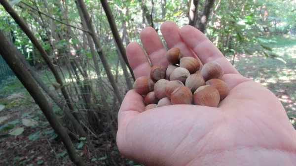 Feche Uma Mão Segurando Avelãs Avelãs Orgânicas Naturais Frescas — Fotografia de Stock