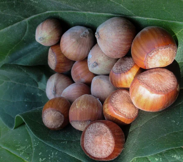 Nocciola Fresca Naturale Biologica Raccolta Sulle Foglie Fresche Verdi — Foto Stock