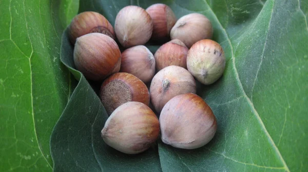 Frische Natürliche Bio Haselnuss Auf Den Grünen Frischen Blättern — Stockfoto