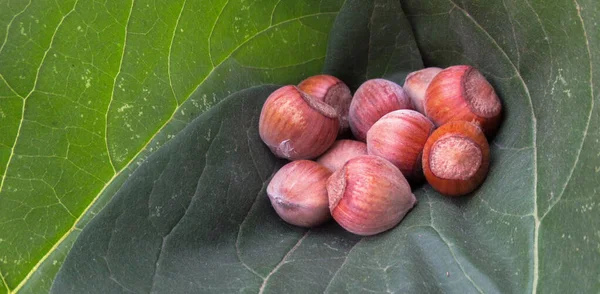 Fresh Natural Organic Hazelnut Collected Green Fresh Leaves — Stock Photo, Image