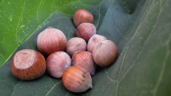 Nocciola Fresca Naturale Biologica Raccolta Sulle Foglie Fresche Verdi — Foto Stock