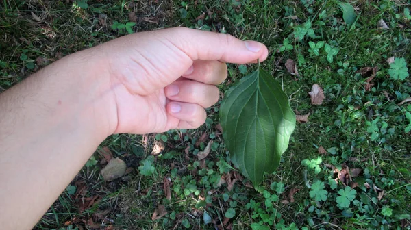 Close Jovem Mão Segurando Folha Verde Meio Floresta Caucasiana — Fotografia de Stock