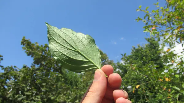 Close Jonge Man Hand Houden Groen Blad Tegen Blauwe Bewolkte — Stockfoto