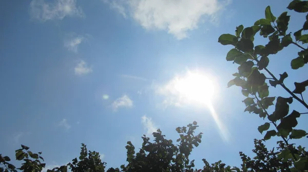 Sonnenlichter Die Durch Äste Und Blätter Vom Blauen Himmel Kommen — Stockfoto