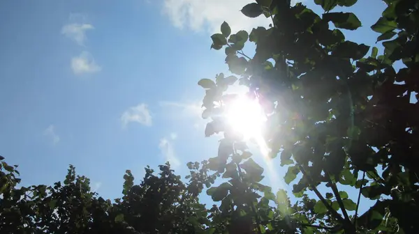 Güneş Işıkları Ağaçların Dallarından Yapraklarından Geliyor Mavi Parlak Gökyüzünden — Stok fotoğraf