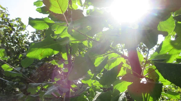 Luci Del Sole Che Arrivano Attraverso Rami Alberi Foglie Dal — Foto Stock