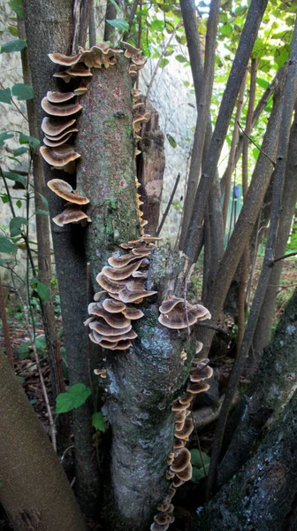 Avvicinamento Funghi Albero Una Foresta Selvatica — Foto Stock