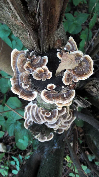 野生森林里的树菇的密闭 — 图库照片