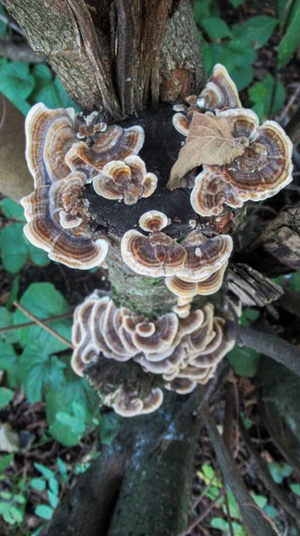 Gros Plan Champignon Arboricole Dans Une Forêt Sauvage — Photo