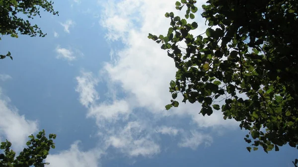 Fresh Green Tree Branches Blue Sky Clouds — Stock Photo, Image