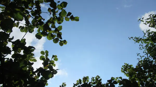 Taze Yeşil Ağaç Dalları Mavi Gökyüzü Bulutlar — Stok fotoğraf