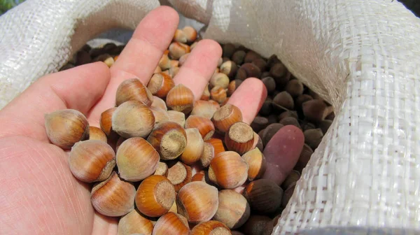 Primer Plano Una Mano Sosteniendo Avellanas Avellanas Orgánicas Naturales Frescas —  Fotos de Stock