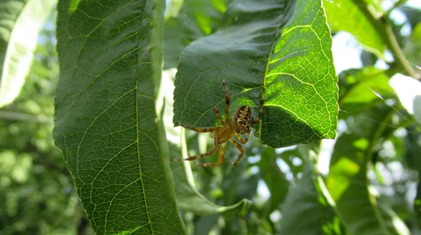 Primo Piano Ragno Foresta Selvatica Gialla Che Muove Intorno Foglie — Foto Stock