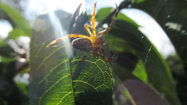 緑の木の葉の周りを移動する黄色の野生の森のクモのクローズアップ — ストック写真