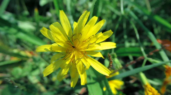 Une Belle Couleur Jaune Vif Fleurs Dans Parc Ville — Photo