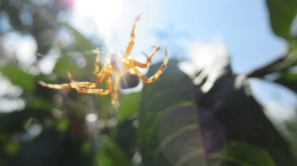 Primer Plano Una Araña Silvestre Amarilla Moviéndose Alrededor Hojas Árboles — Foto de Stock