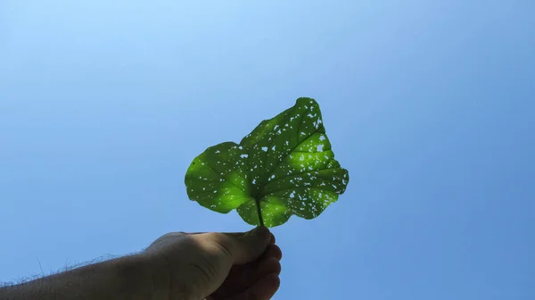 Primo Piano Giovane Maschio Mano Uomo Che Tiene Una Foglia — Foto Stock