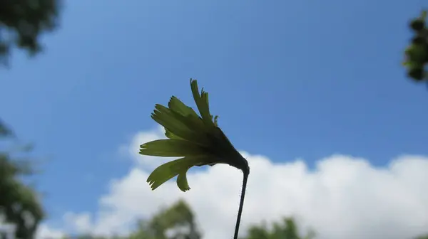Zbliżenie Pojedynczego Jasnego Żółtego Kwiatu Stoi Przeciw Błękitnym Zachmurzonym Niebem — Zdjęcie stockowe