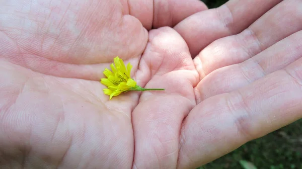 Közelről Fiatal Férfi Férfi Kéz Kezében Kis Aranyos Sárga Virág — Stock Fotó