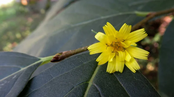 Primer Plano Una Sola Flor Amarilla Brillante Caída Una Hoja —  Fotos de Stock