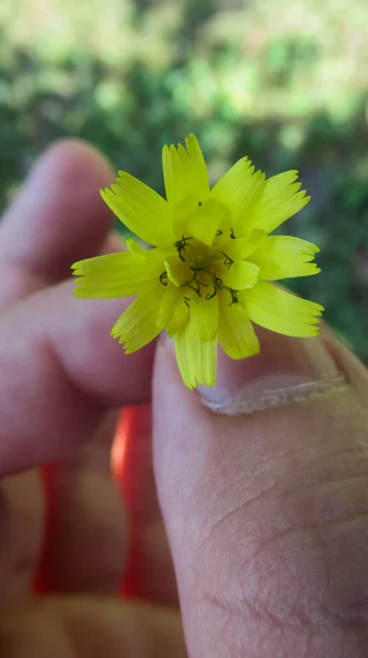 Közelről Fiatal Férfi Férfi Kéz Kezében Kis Aranyos Sárga Virág — Stock Fotó