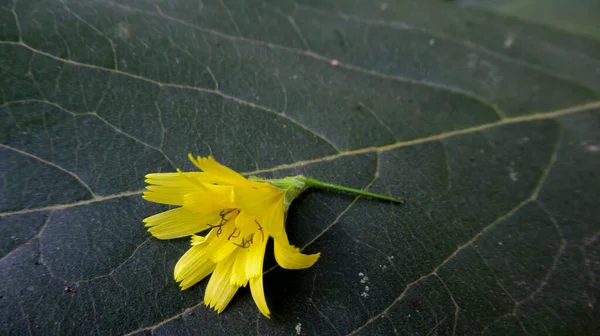 Close Fallen Single Bright Yellow Flower Green Tree Leaf — Stock Photo, Image