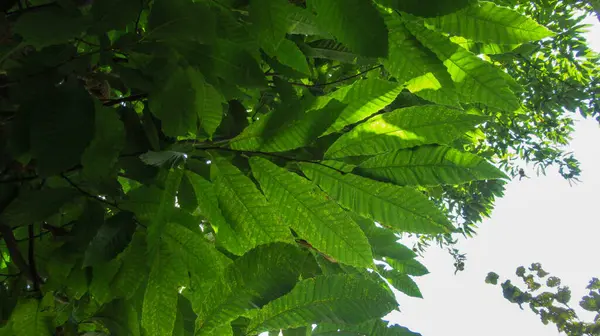 Primo Piano Frutto Castagno Foglie Albero — Foto Stock