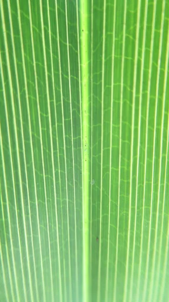 Zblízka Přírodní Zelené Listové Textury — Stock fotografie