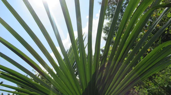 Pohled Dolů Palmový List Proti Modré Obloze — Stock fotografie