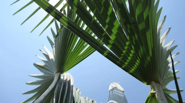 Close Van Een Palmboom Takken Loof Tegen Blauwe Lucht — Stockfoto