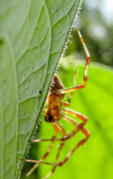 緑の木の葉の周りを移動する黄色の野生の森のクモのクローズアップ — ストック写真