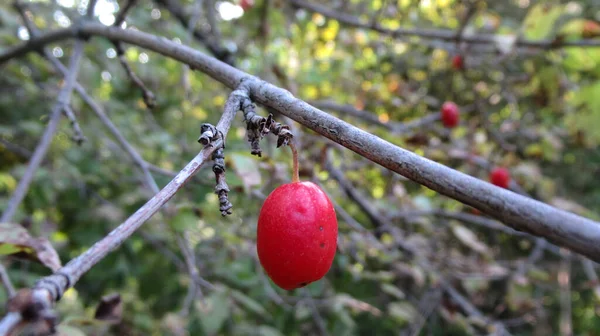 Een Close Van Een Enkele Korrel Dogwood Bes Boom — Stockfoto