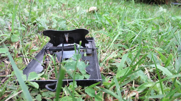 关闭绿色草场上的黑色金属捕鼠器 — 图库照片