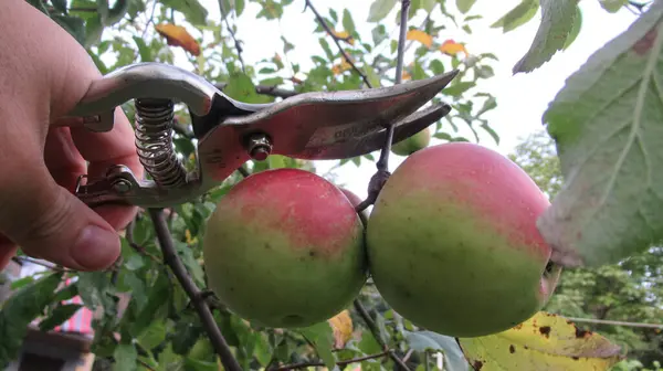 Mannelijke Handsnijdende Roodgroene Appels Met Handsnoeischaar — Stockfoto