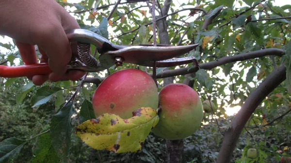Mannelijke Handsnijdende Roodgroene Appels Met Handsnoeischaar — Stockfoto