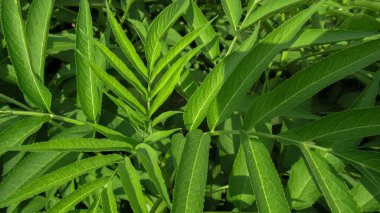 Doğal yeşil bir otun yakınında, ormanda kenevir yaprakları.