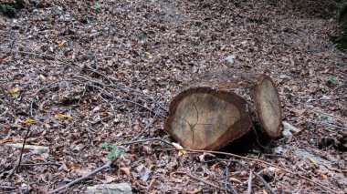 Kafkas dağ ormanının ortasında tek bir ağaç gövdesi var.
