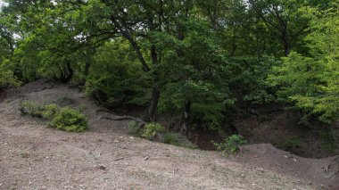 Yeşil ormandaki ağaçlar. Doğa fotoğrafı. Dağdaki ağaçlar.