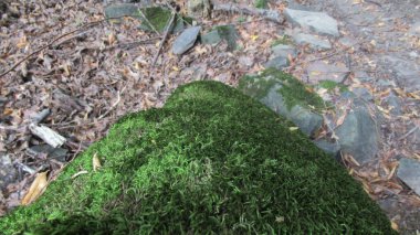 Kafkas dağ ormanlarının ortasında yeşil yosun kaplı kayalar..