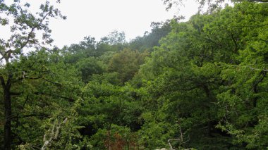 Yeşil ormandaki ağaçlar. Doğa fotoğrafı. Dağdaki ağaçlar.