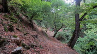 Yeşil ormandaki ağaçlar. Doğa fotoğrafı. Dağdaki ağaçlar.
