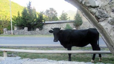 Siyah inek köy yolunun kenarındaki kameraya bakıyor.