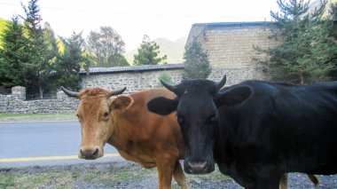 Siyah ve turuncu inekler kameraya bakıyor.