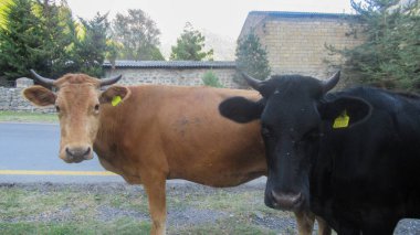 Siyah ve turuncu inekler kameraya bakıyor.