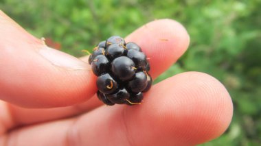 Bir el, tek bir böğürtlen tutuyor.