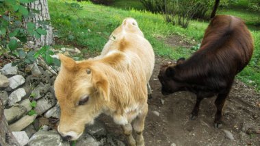 Köyde yiyecek arayan iki güzel buzağı.
