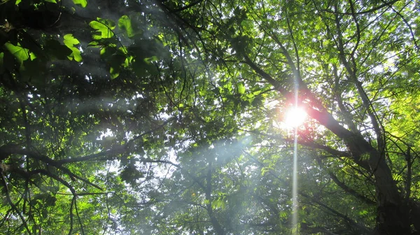 Sun Lights Coming Blue Sky Tree Branches Leaves — Stock Photo, Image