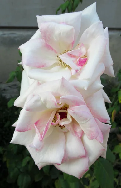 Primer Plano Dos Hermosas Flores Rosa Blanco Rosa — Foto de Stock