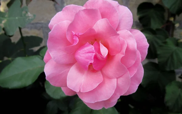 Close Uma Única Bela Rosa Rosa Flor — Fotografia de Stock
